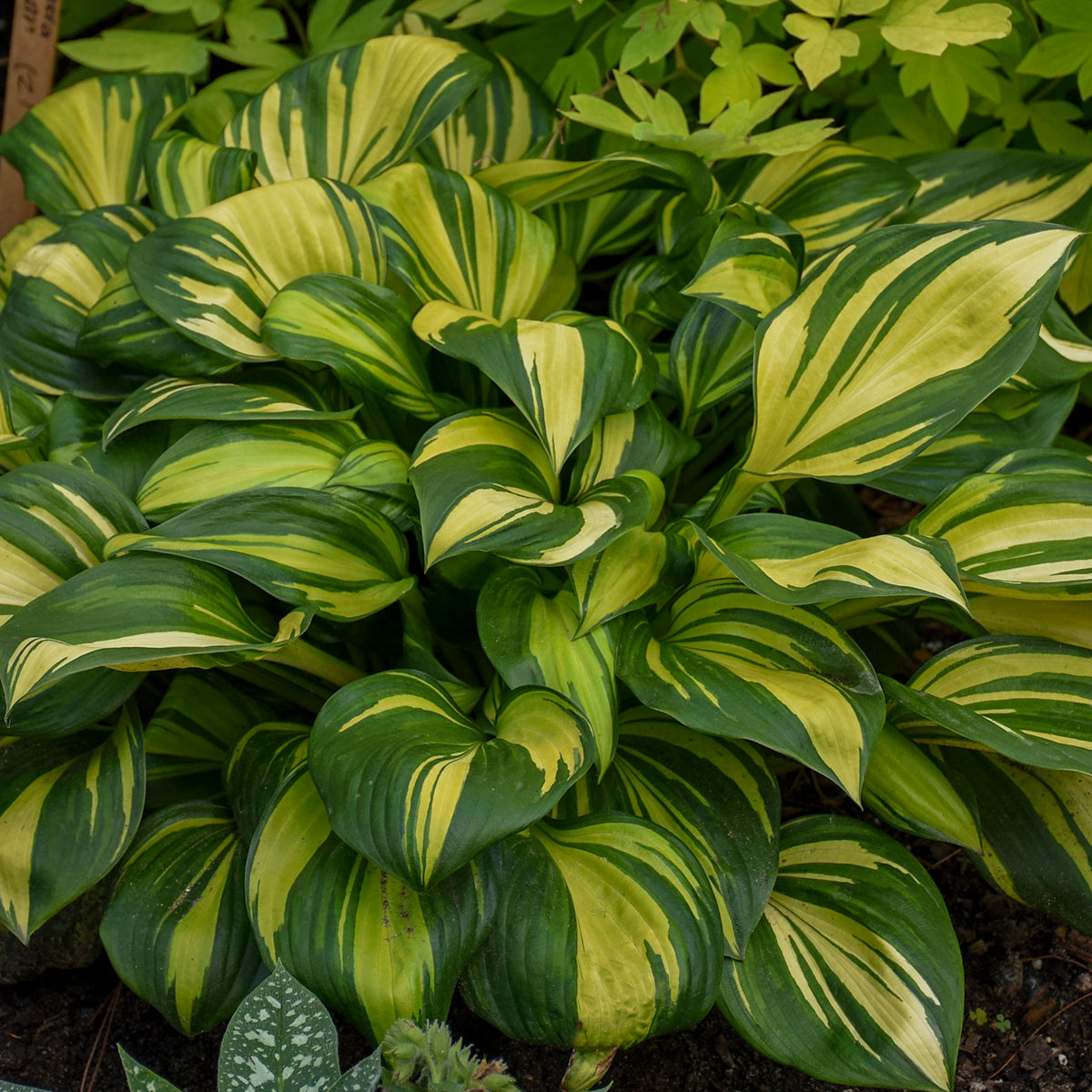 Hosta 'Rainbow's End'