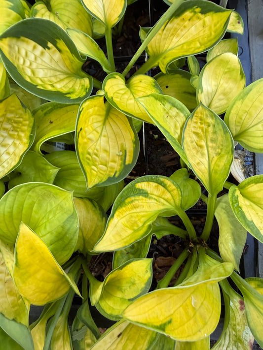Close-up of a hosta plant with variegated yellow-green leaves.