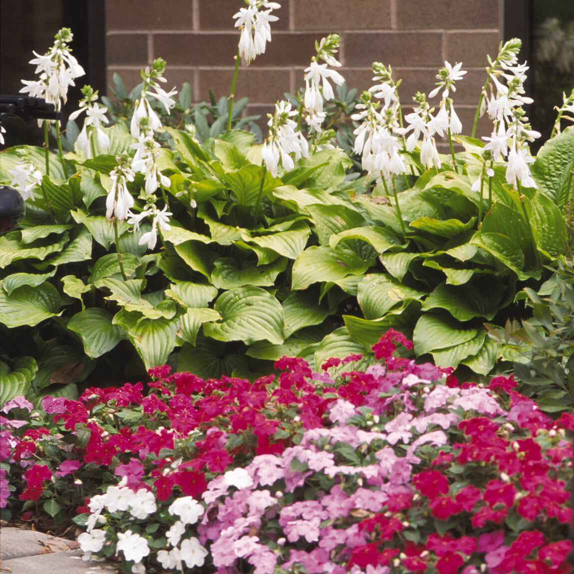 Hosta 'Royal Standard'