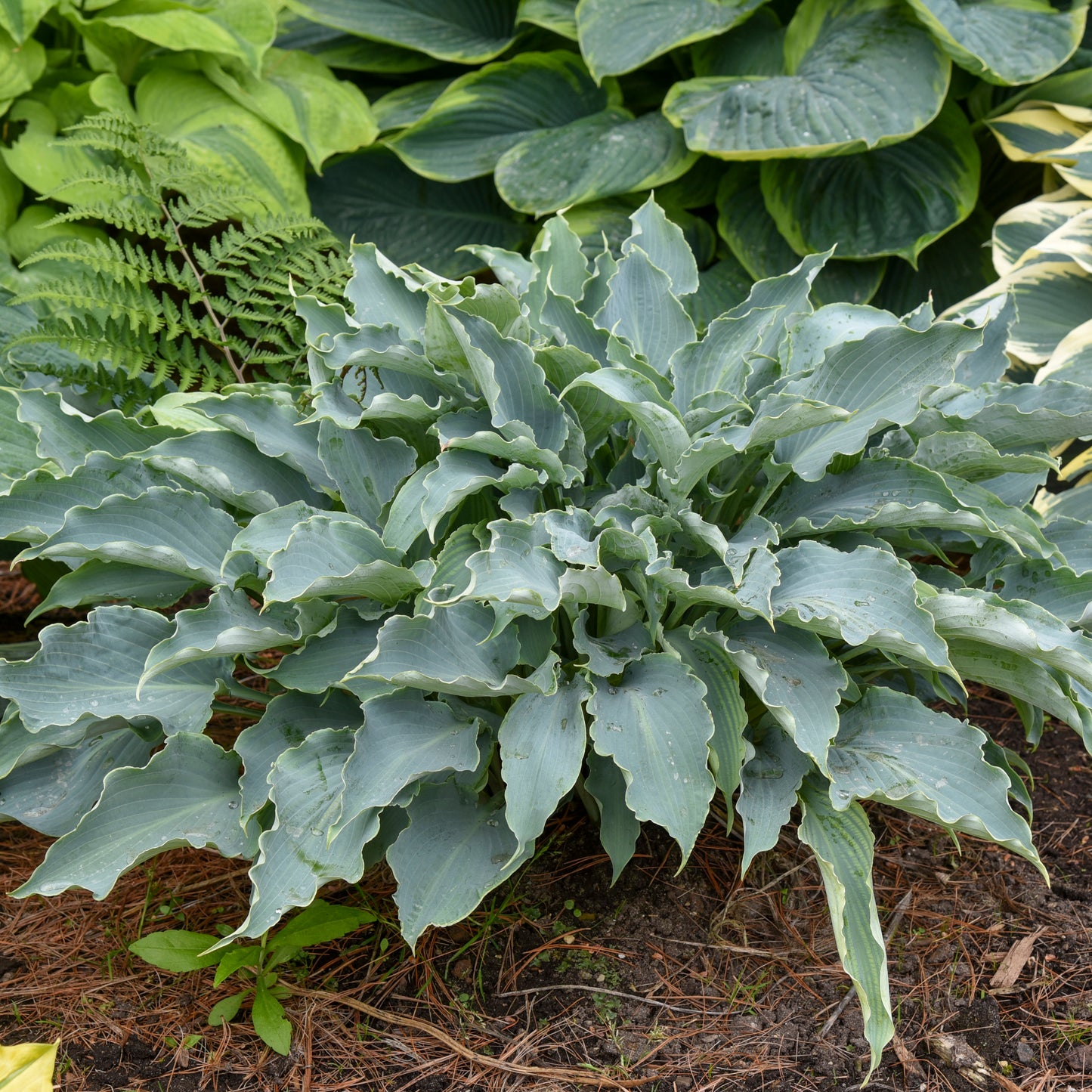 Hosta 'Tears in Heaven'