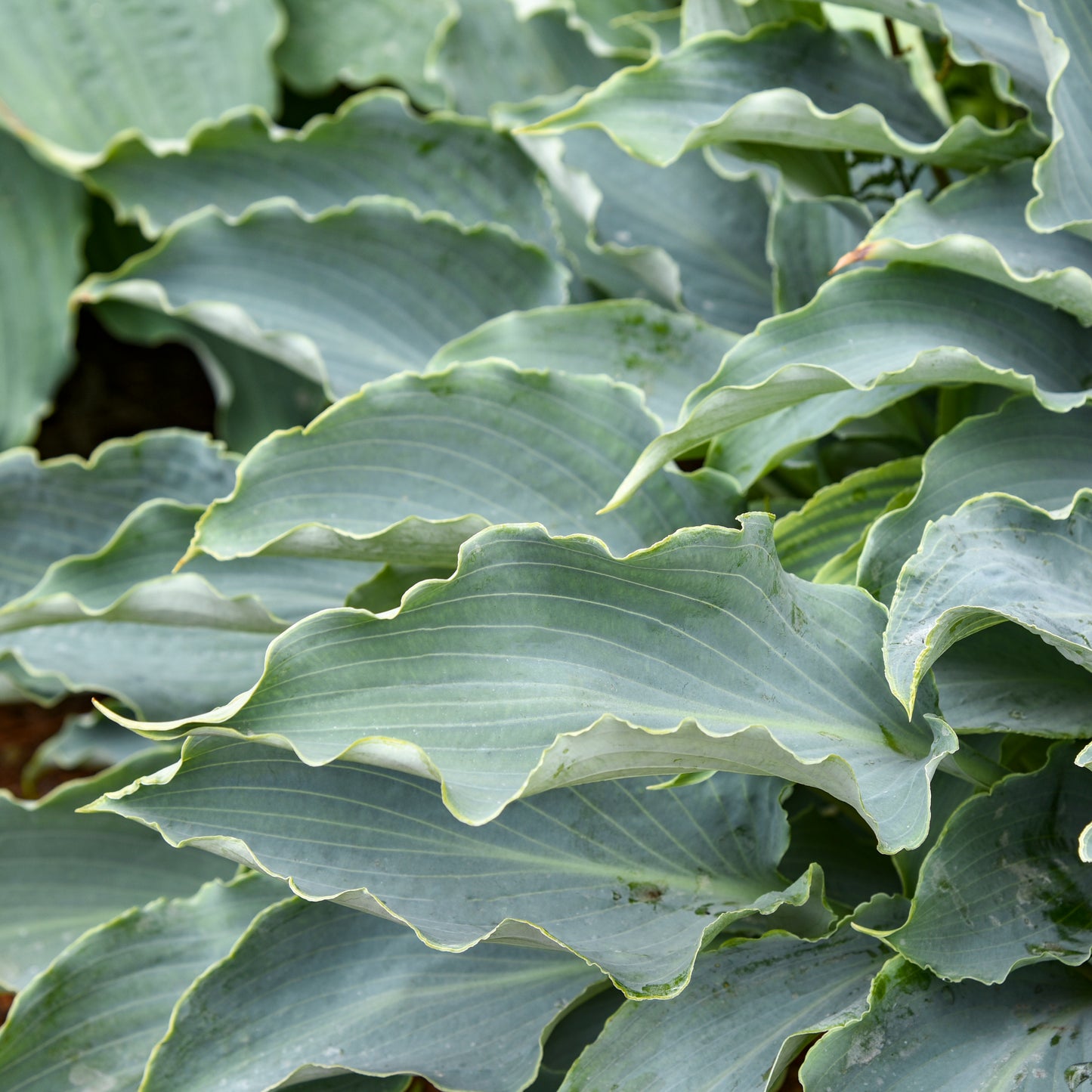 Hosta 'Tears in Heaven'