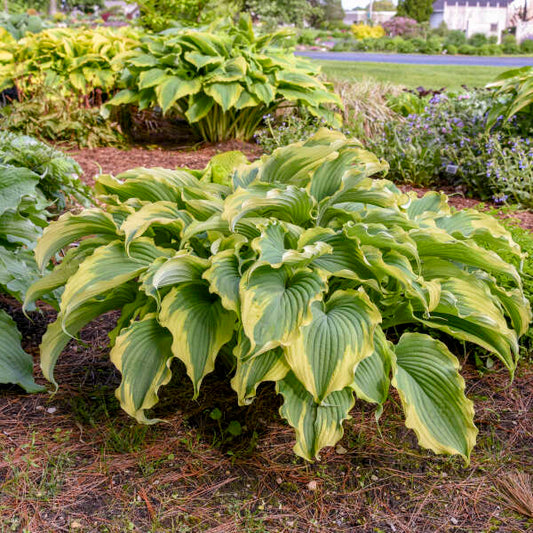 Hosta 'Voices in the Wind'