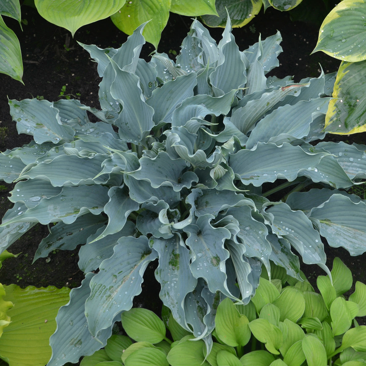 Hosta 'Waterslide'