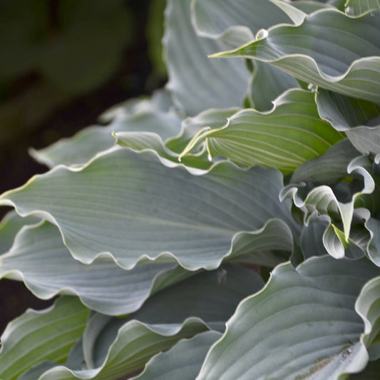 Hosta 'Waterslide'