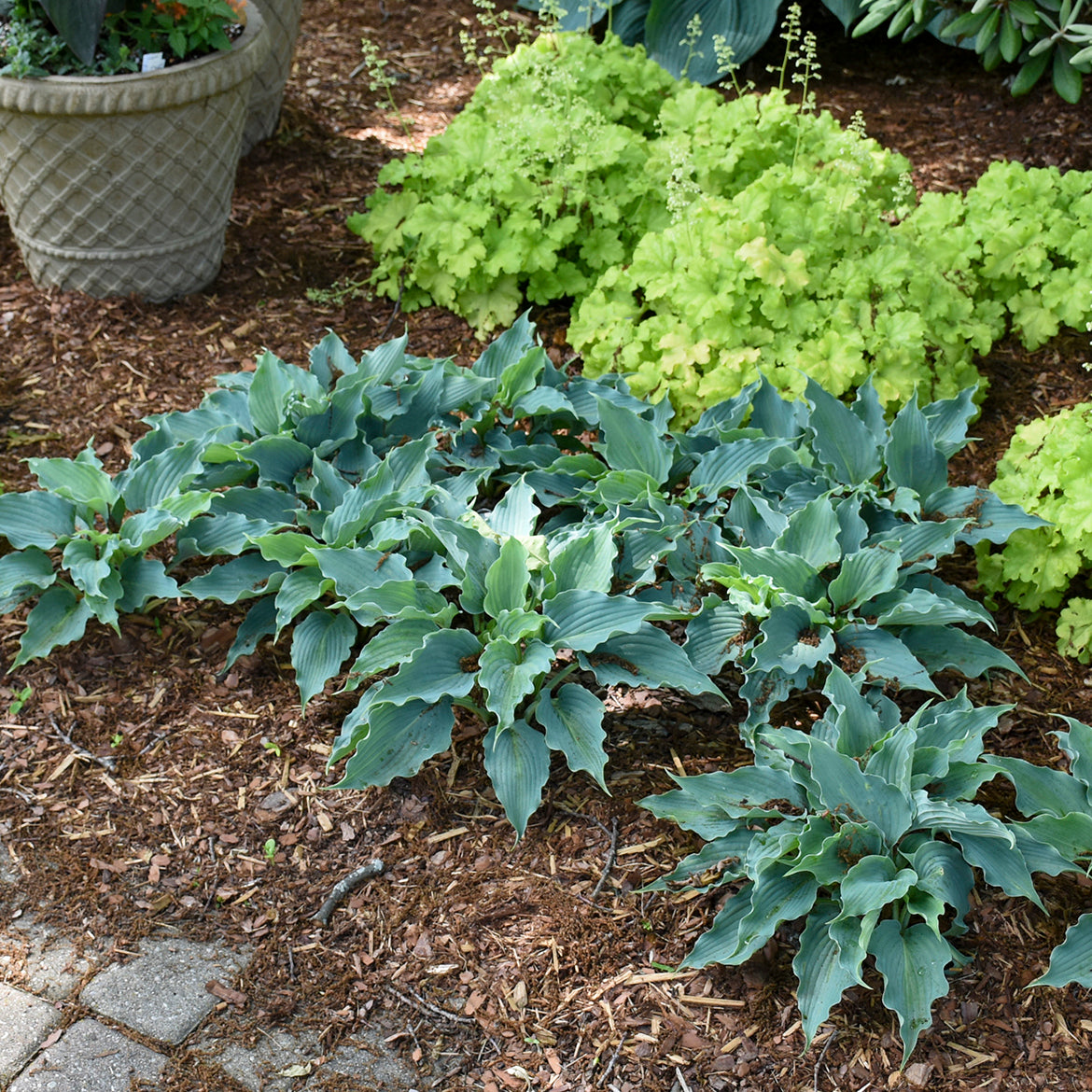 Hosta 'Waterslide'