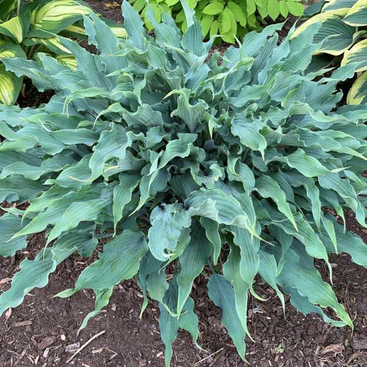 Hosta 'Wild Imagination'