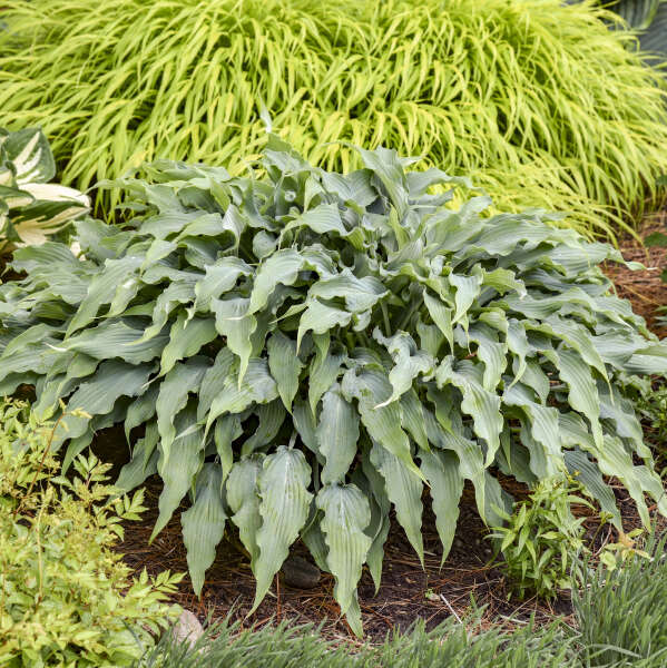 Hosta 'Wild Imagination'