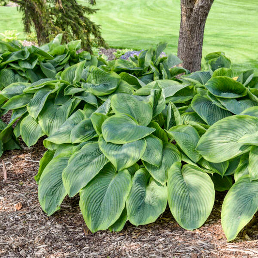 Hosta 'Wu-La-La'