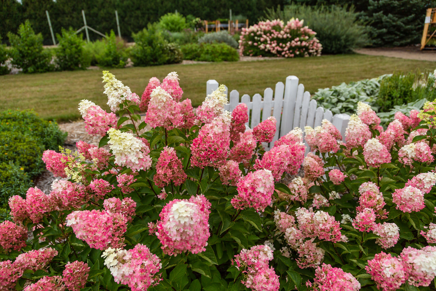 A garden scene featuring a cluster of Hydrangea paniculata 'Berry White' shrubs with large cone-shaped pink and white flower panicles.