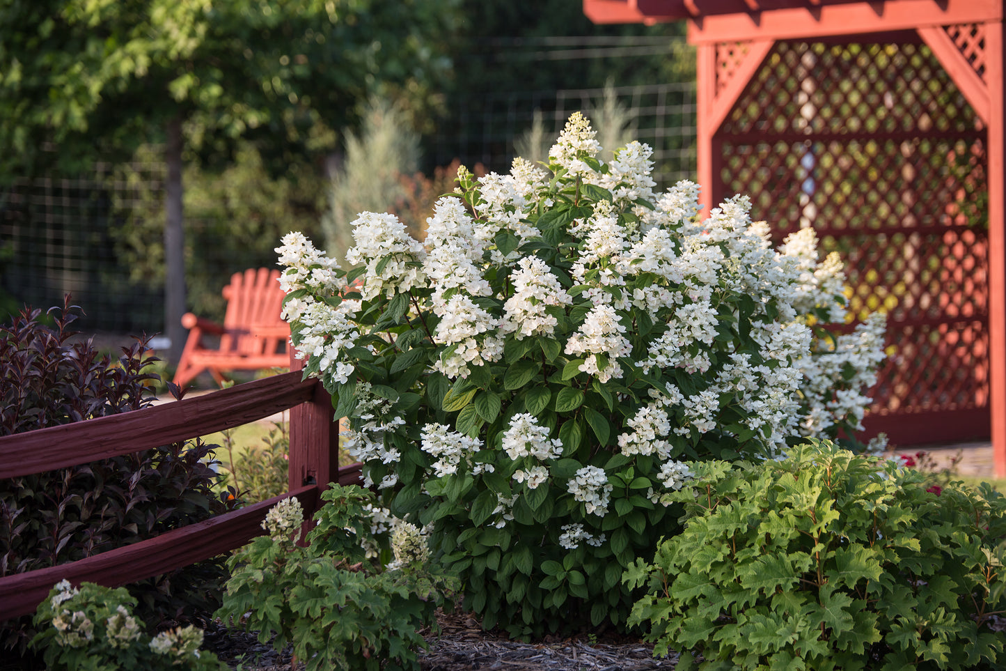 Hydrangea paniculata 'White Diamonds' - (Shrub)