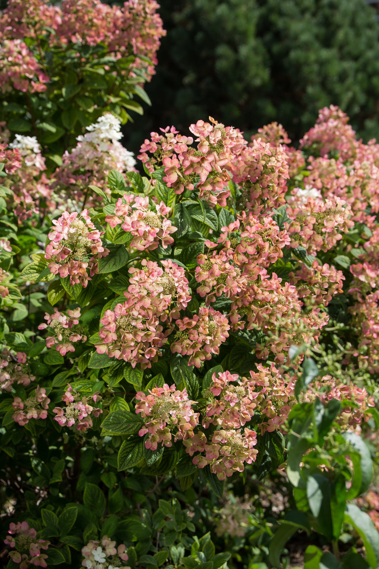 Hydrangea paniculata 'White Diamonds' - (Shrub)