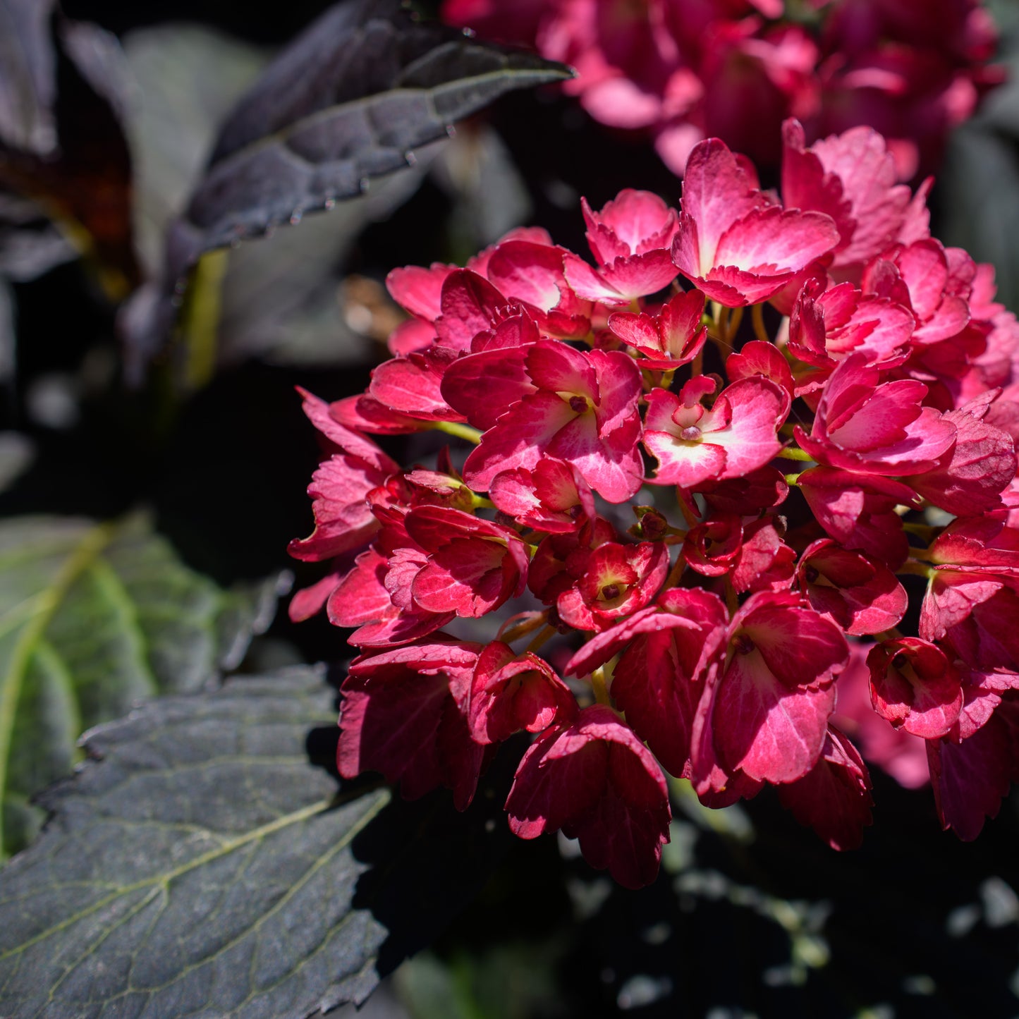 Hydrangea macrophylla First Editions® 'Eclipse'® (Bigleaf Hydrangea)