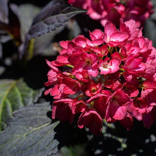 Hydrangea macrophylla First Editions® 'Eclipse'®  (Bigleaf Hydrangea)