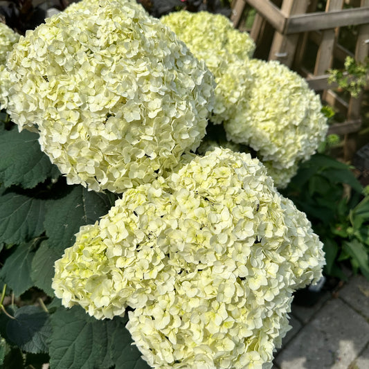 Close-up of white hydrangea flowers with a blurred background