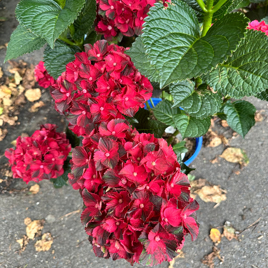 Red flowers with green leaves