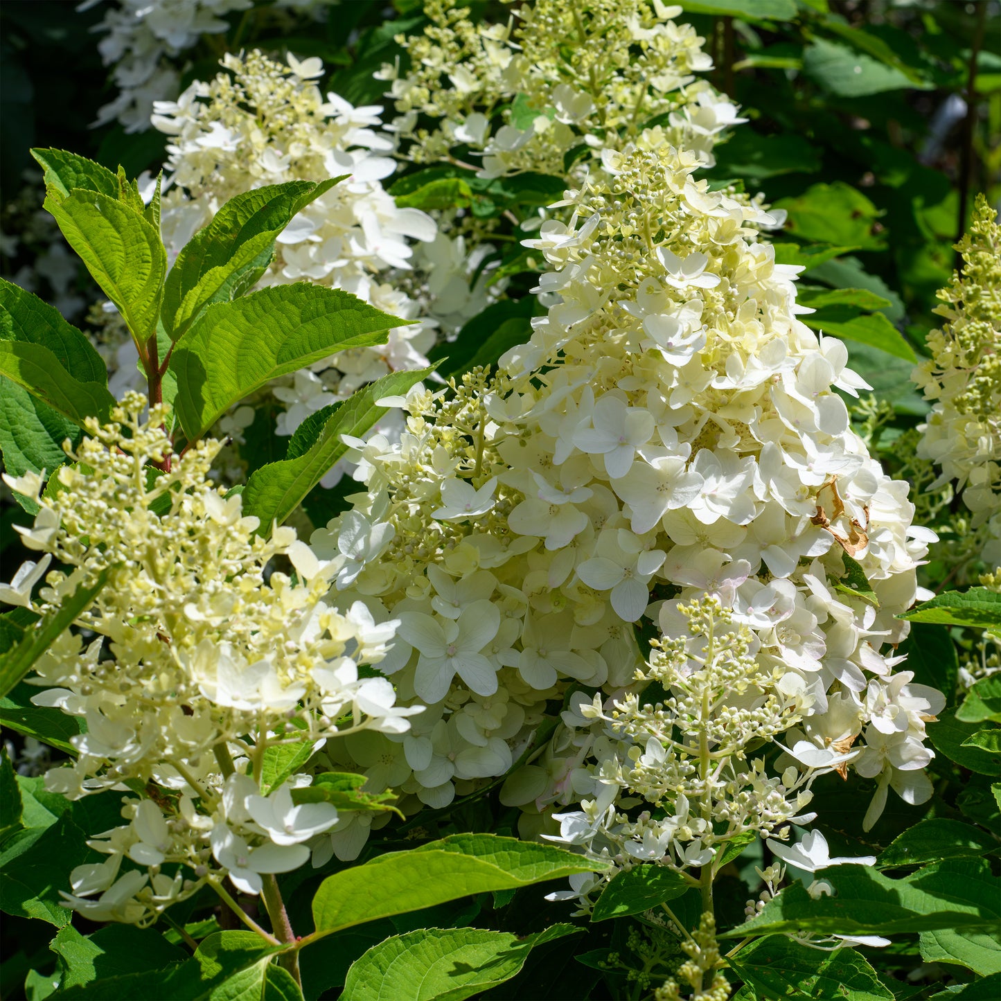 Hydrangea paniculata 'Moon Dance' - (Shrub)