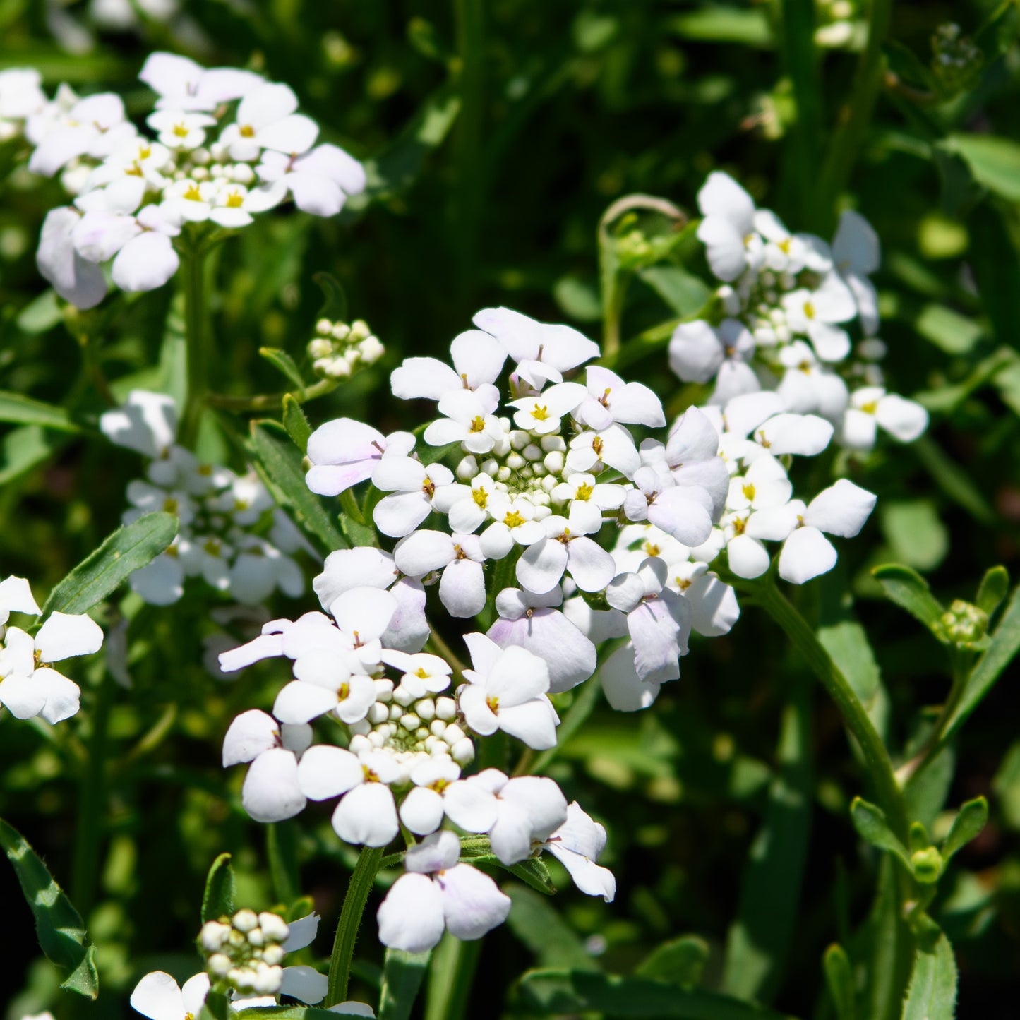 Iberis sempervirens 'First Flush Grace' (Candytuft)