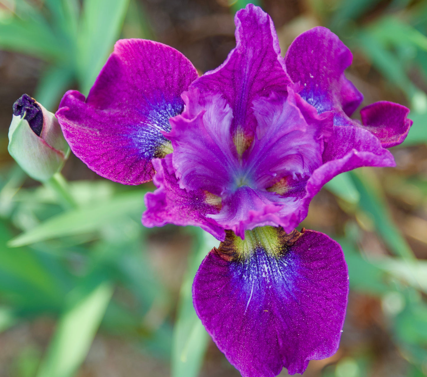 Iris sibirica 'Baby Steps'