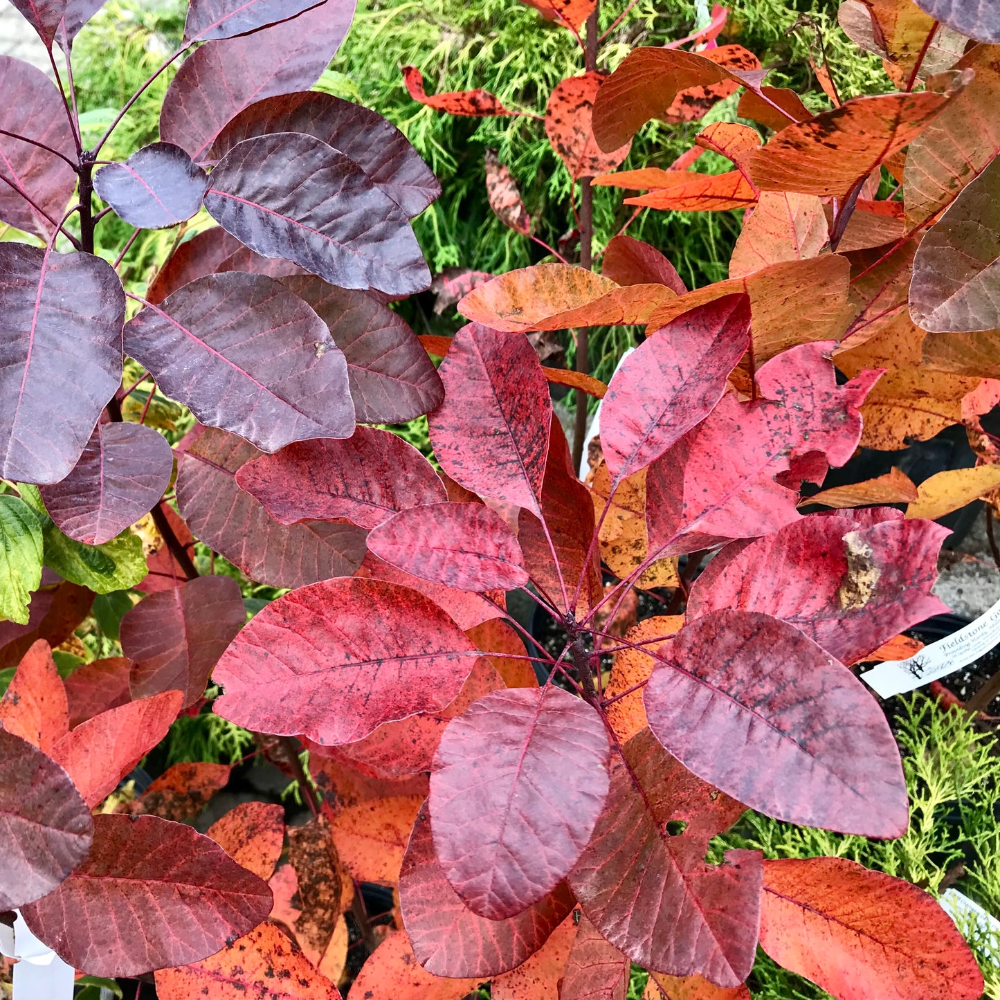 Cotinus 'Grace' - Smokebush