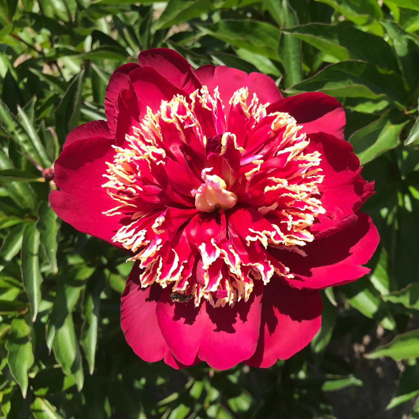 Paeonia lactiflora 'Charles Burgess' (Peony)