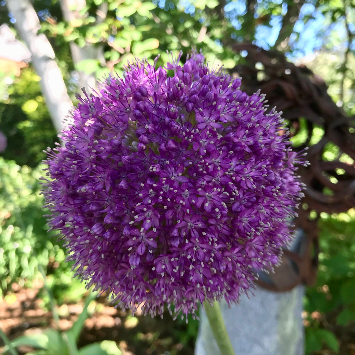 Allium giganteum 'Gladiator' (potted)
