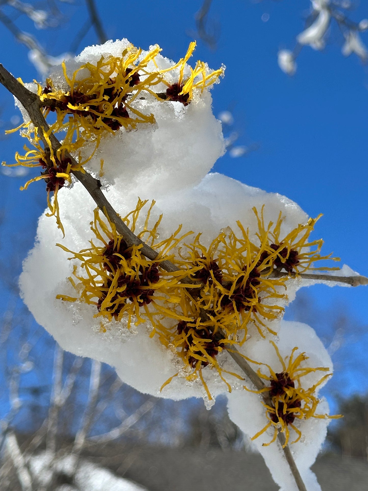 Hamamelis x intermedia 'Barmstedt Gold' (Witch Hazel)
