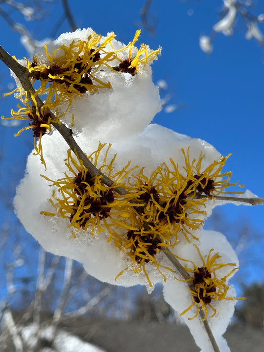 Hamamelis x intermedia 'Barmstedt Gold' (Witch Hazel)