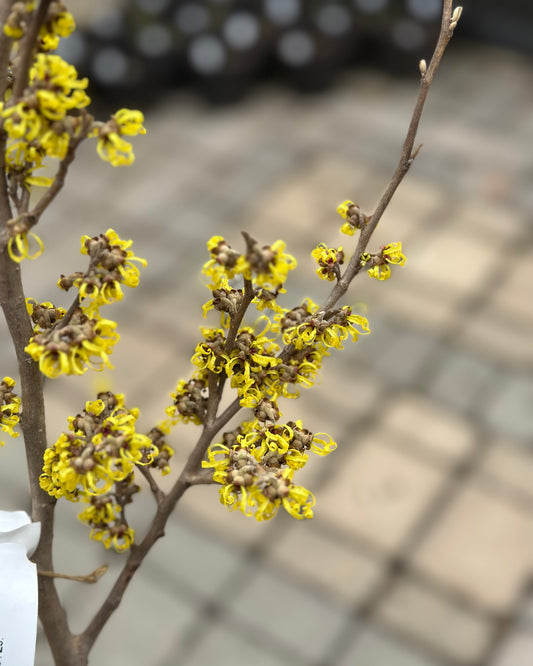 Hamamelis x intermedia 'Angelly' (Witch Hazel)