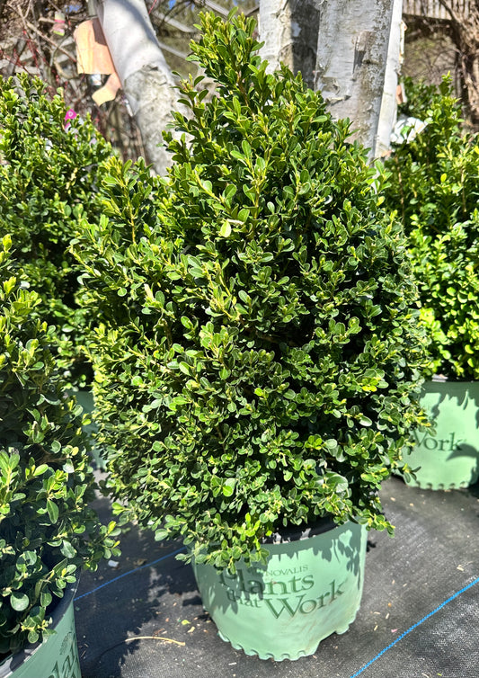 Buxus 'Cranberry Creek'