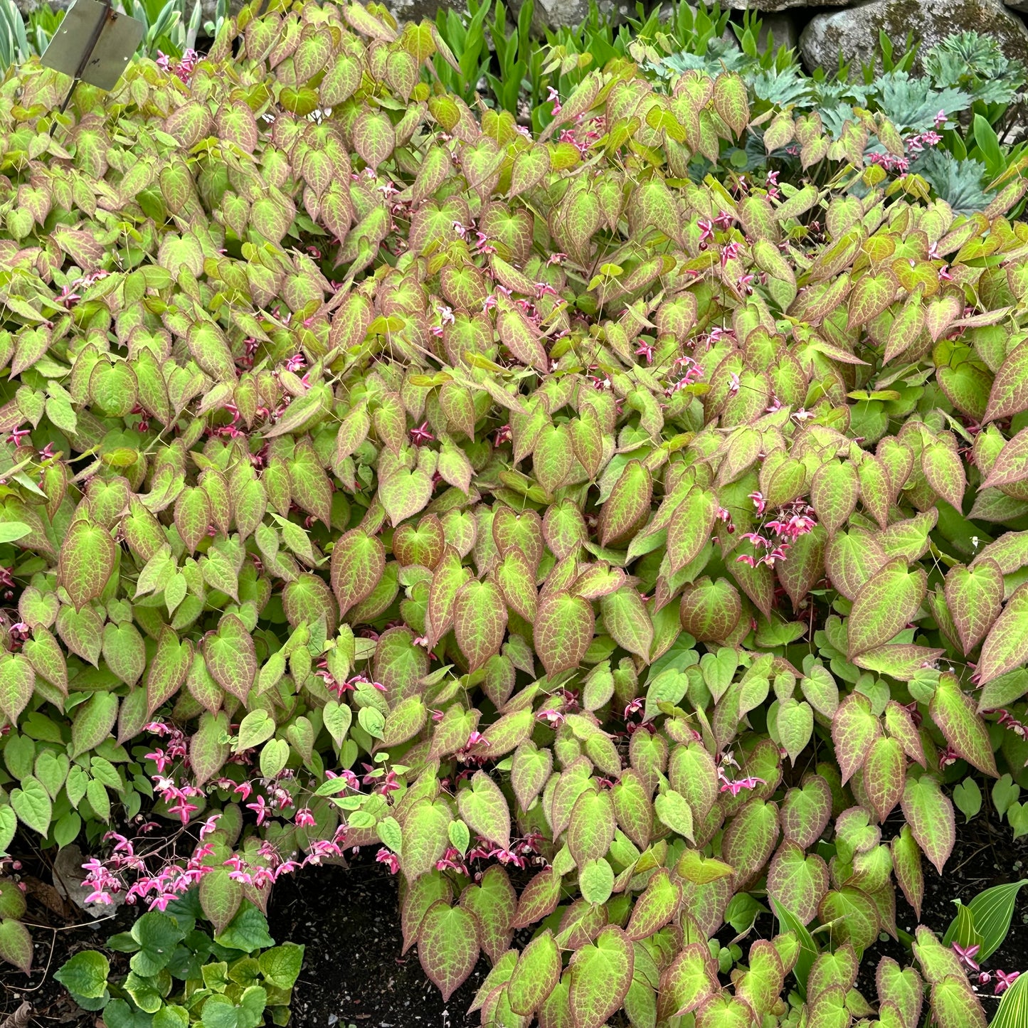 Epimedium grandiflorum 'Purple Prince'