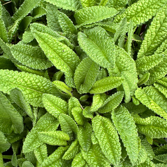 Stachys officinalis 'Nana' (Lamb's Ear)