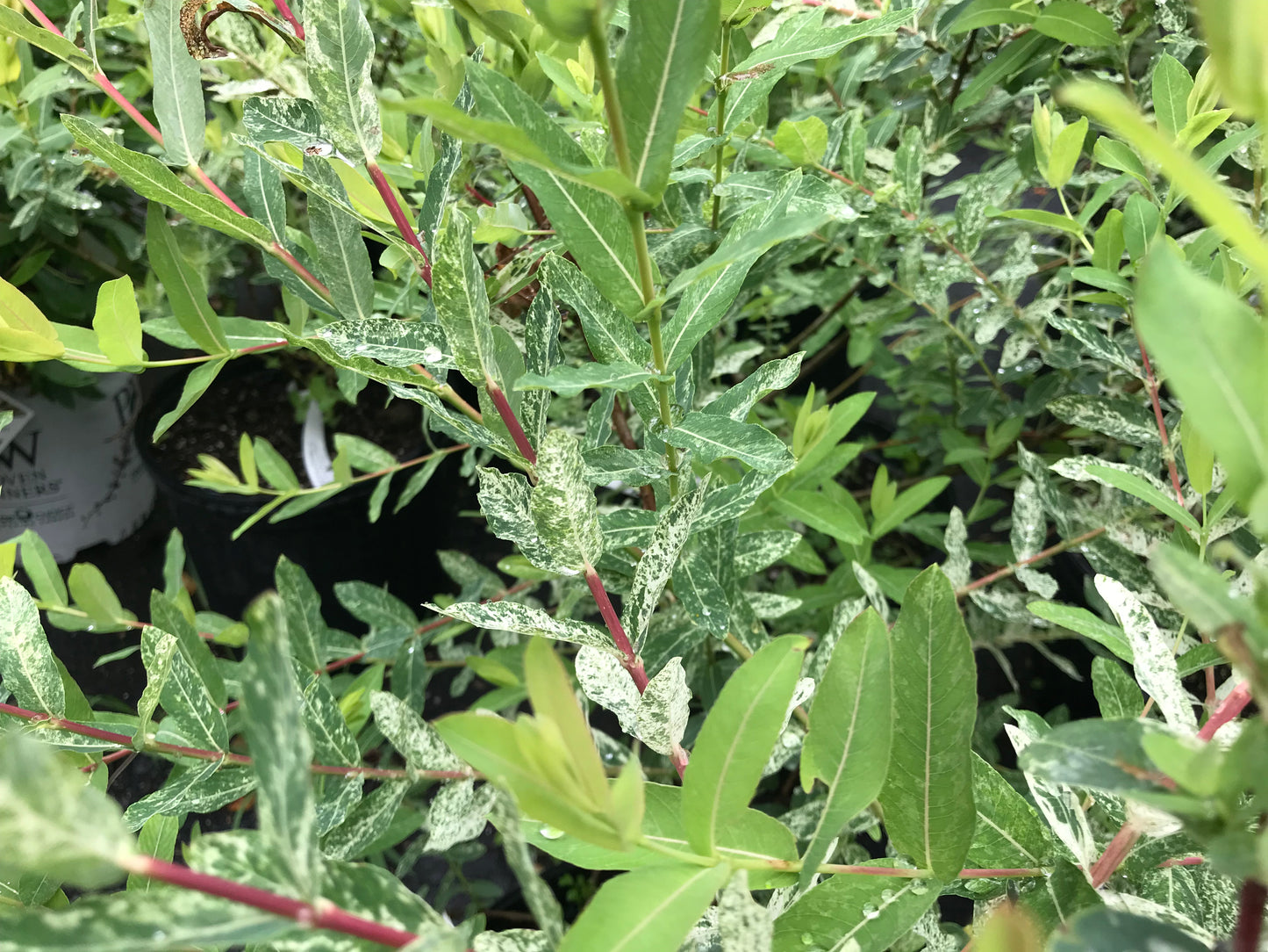 Salix integra 'Hakura Nishiki' - Dappled Willow