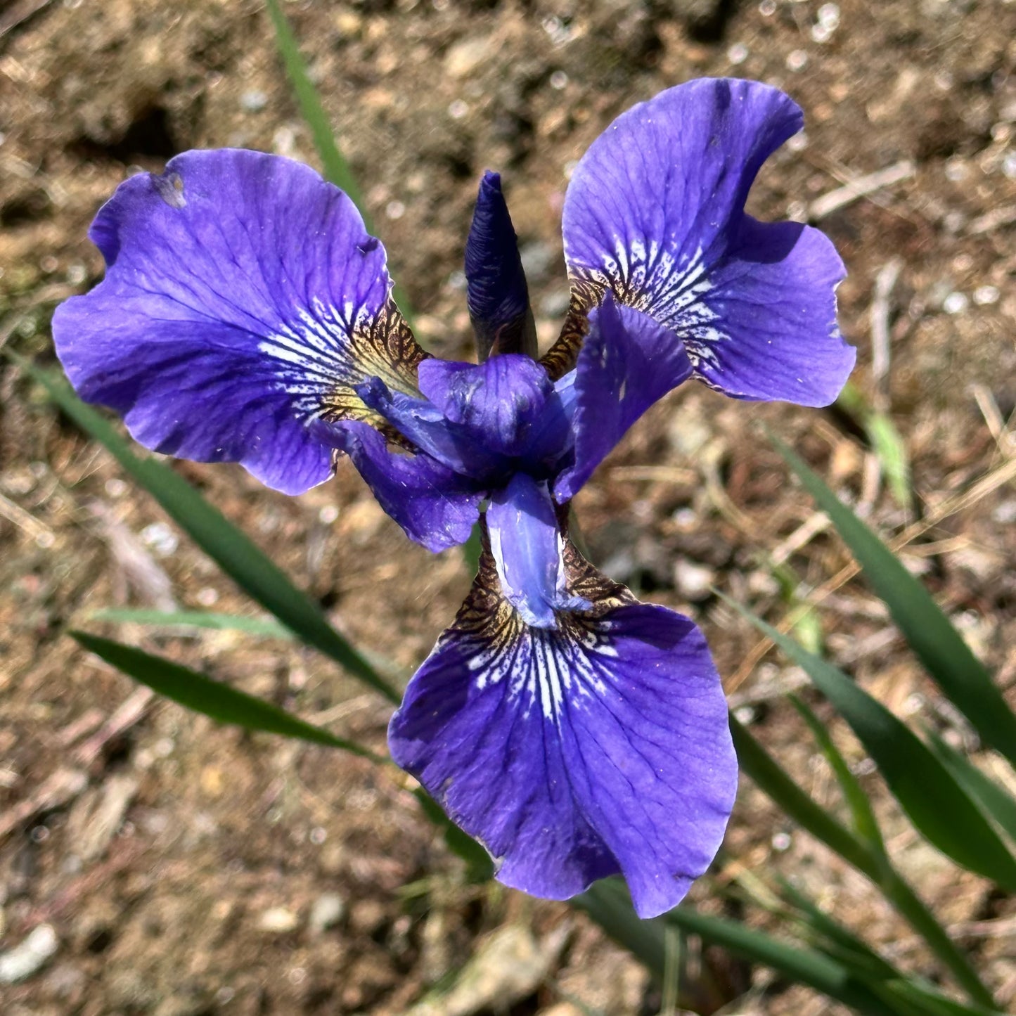 Iris sibirica 'Blue Burgee'