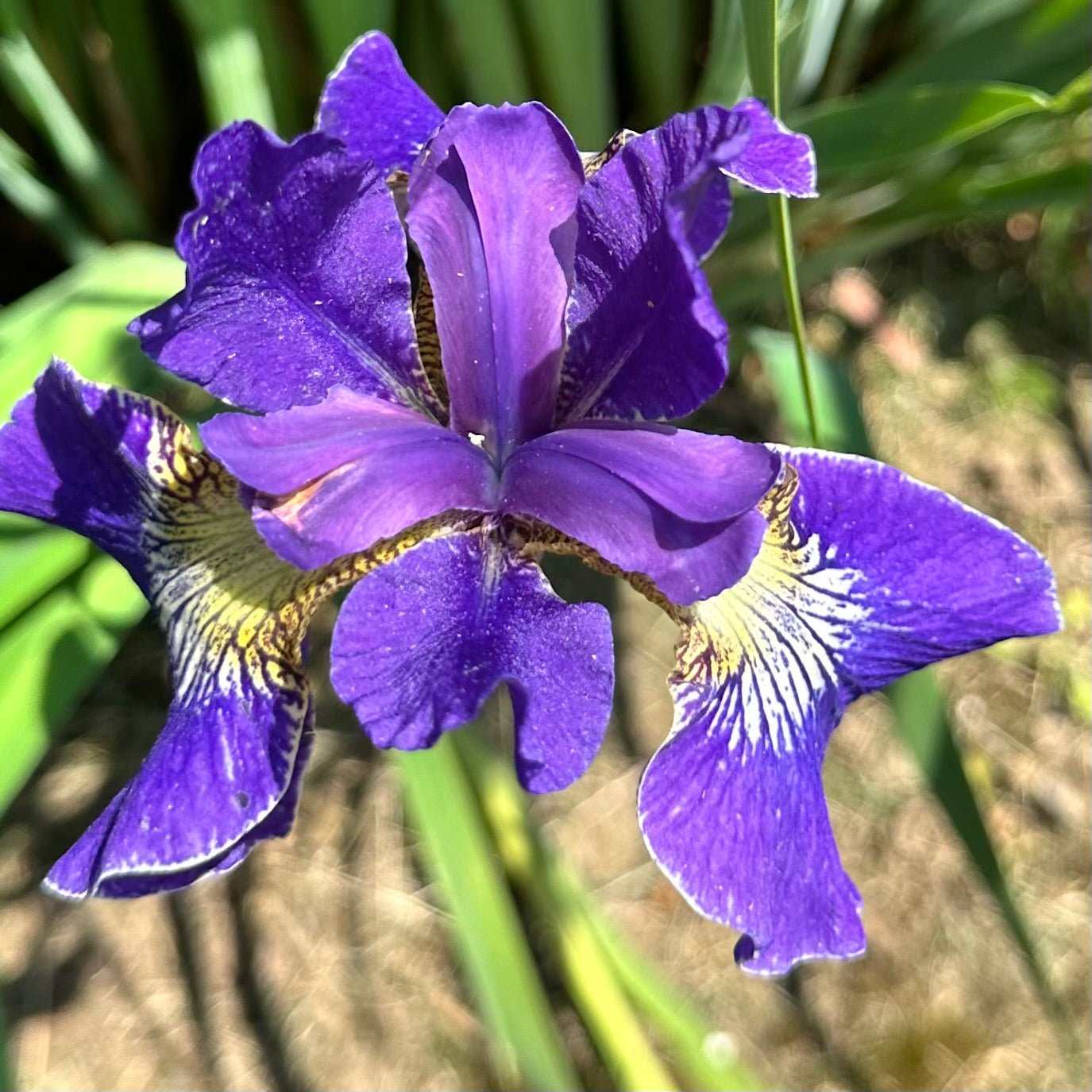Iris sibirica 'Adj'