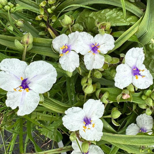 Tradescantia andersoniana  'Little White Doll'