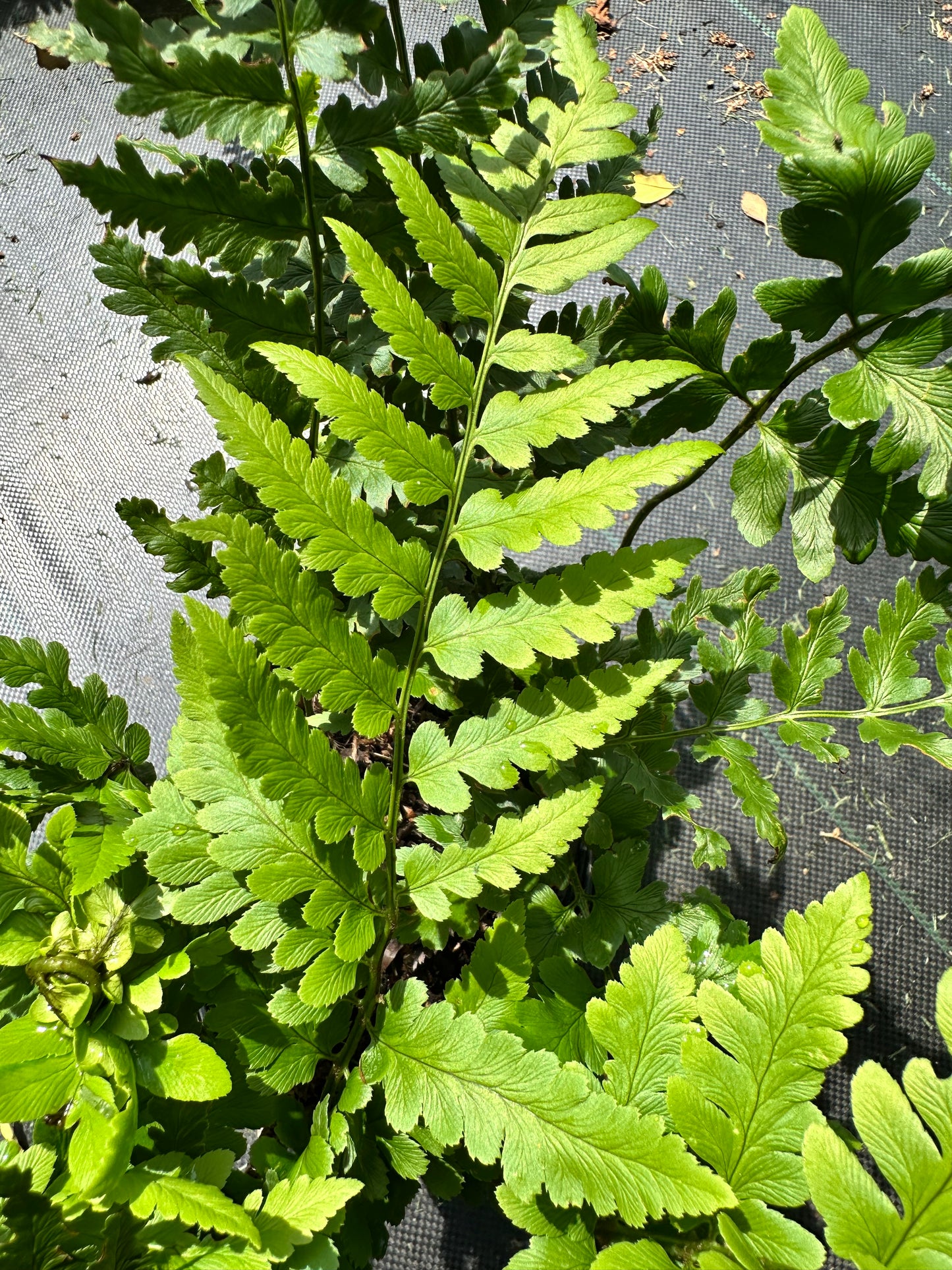 Dryopteris x australis (Dixie Wood Fern)