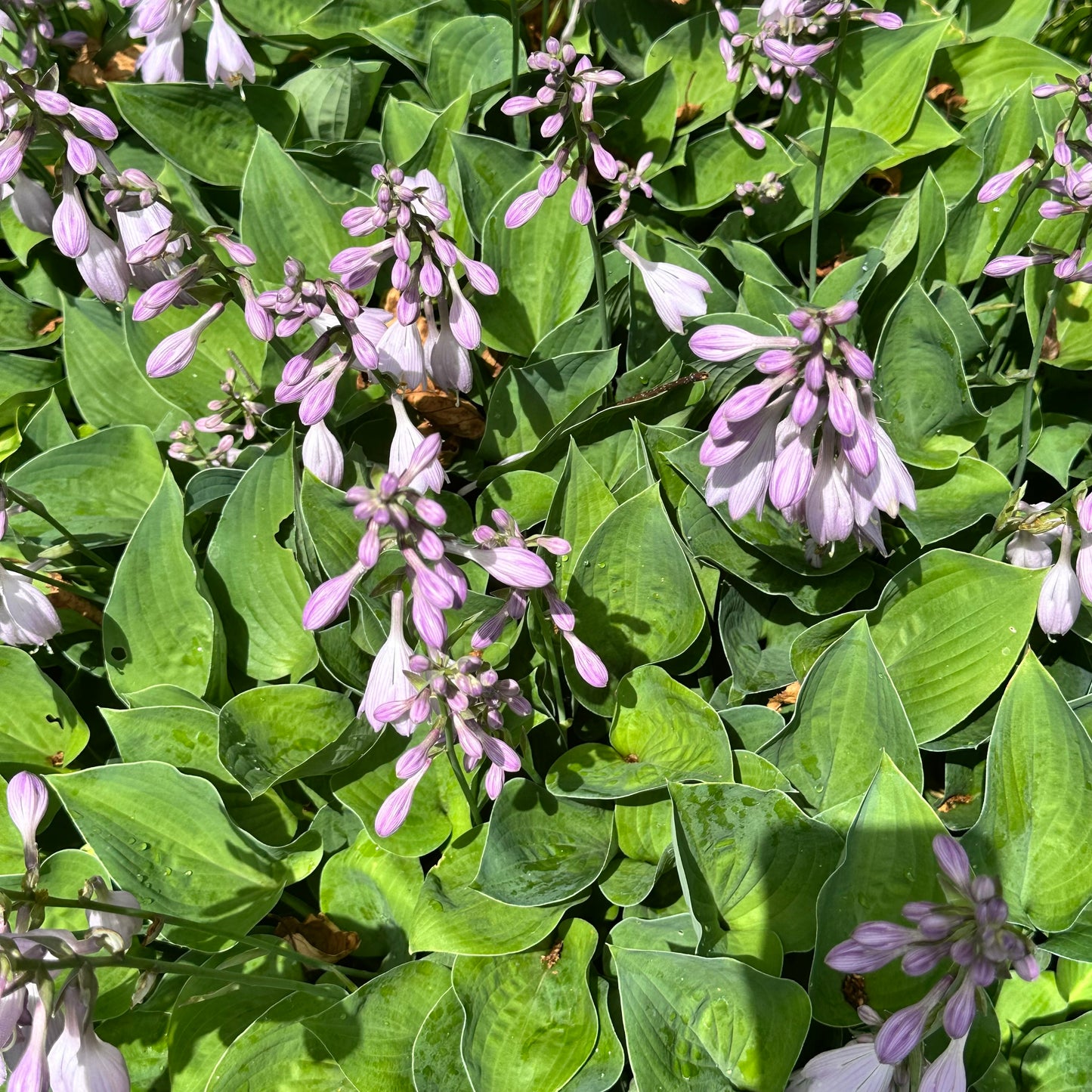 Hosta 'Pearl Lake'