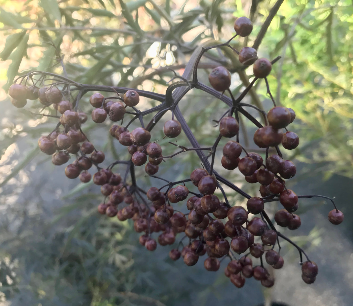 Sambucus 'Black Lace' - Elderberry