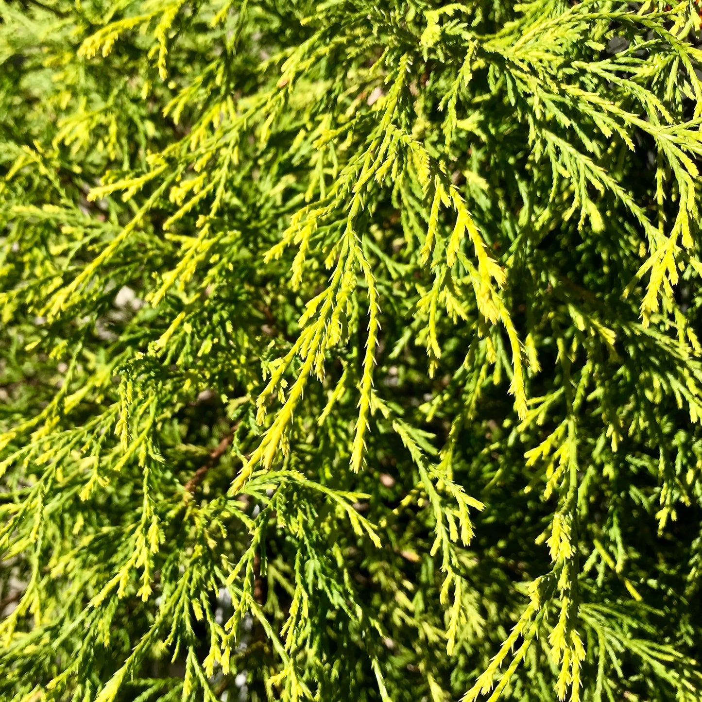 Chamaecyparis pisifera 'Gold Mop' -