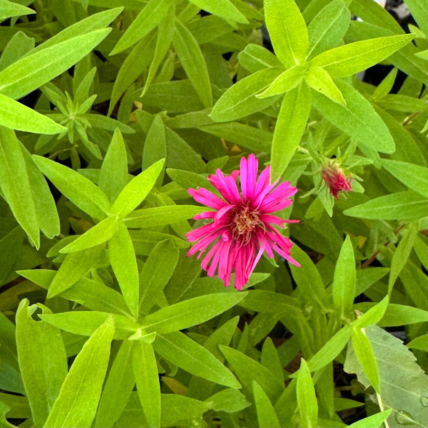 Aster novae-angliae 'Alma Potschke'