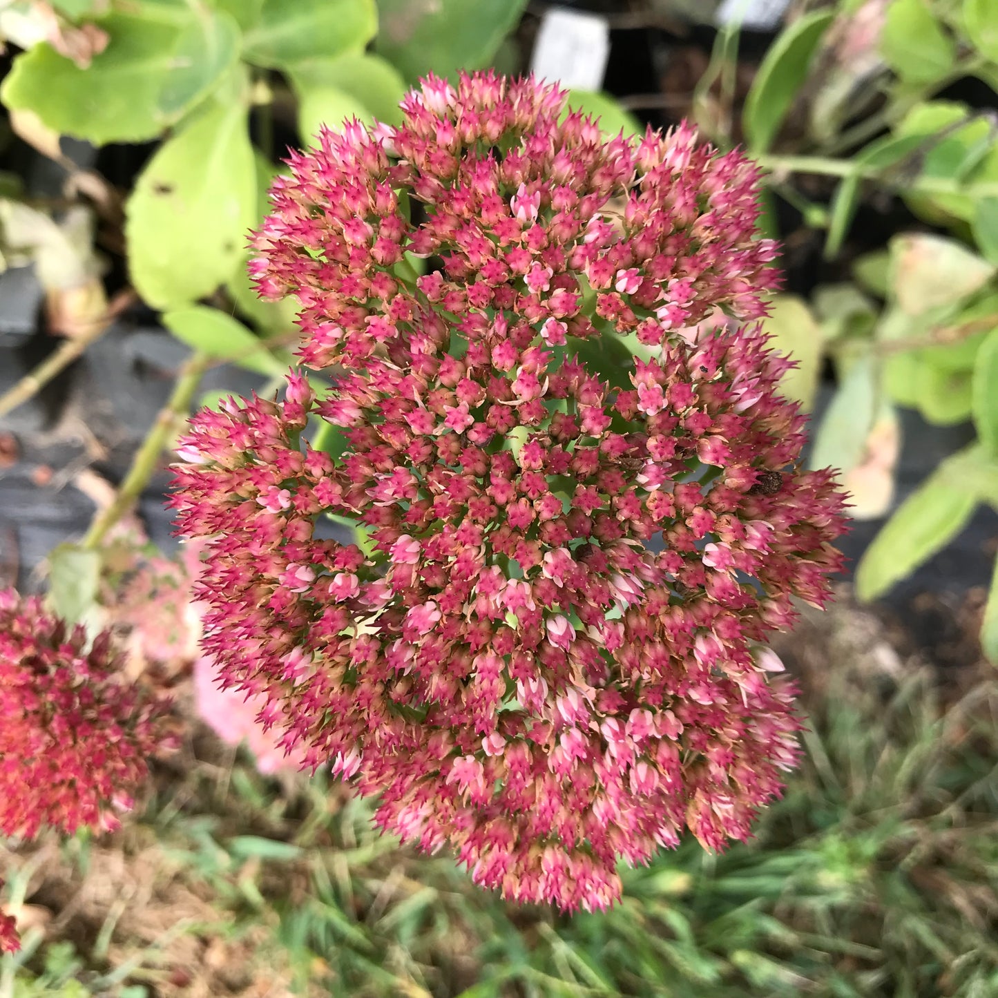 Sedum telephium 'Indian Chief'