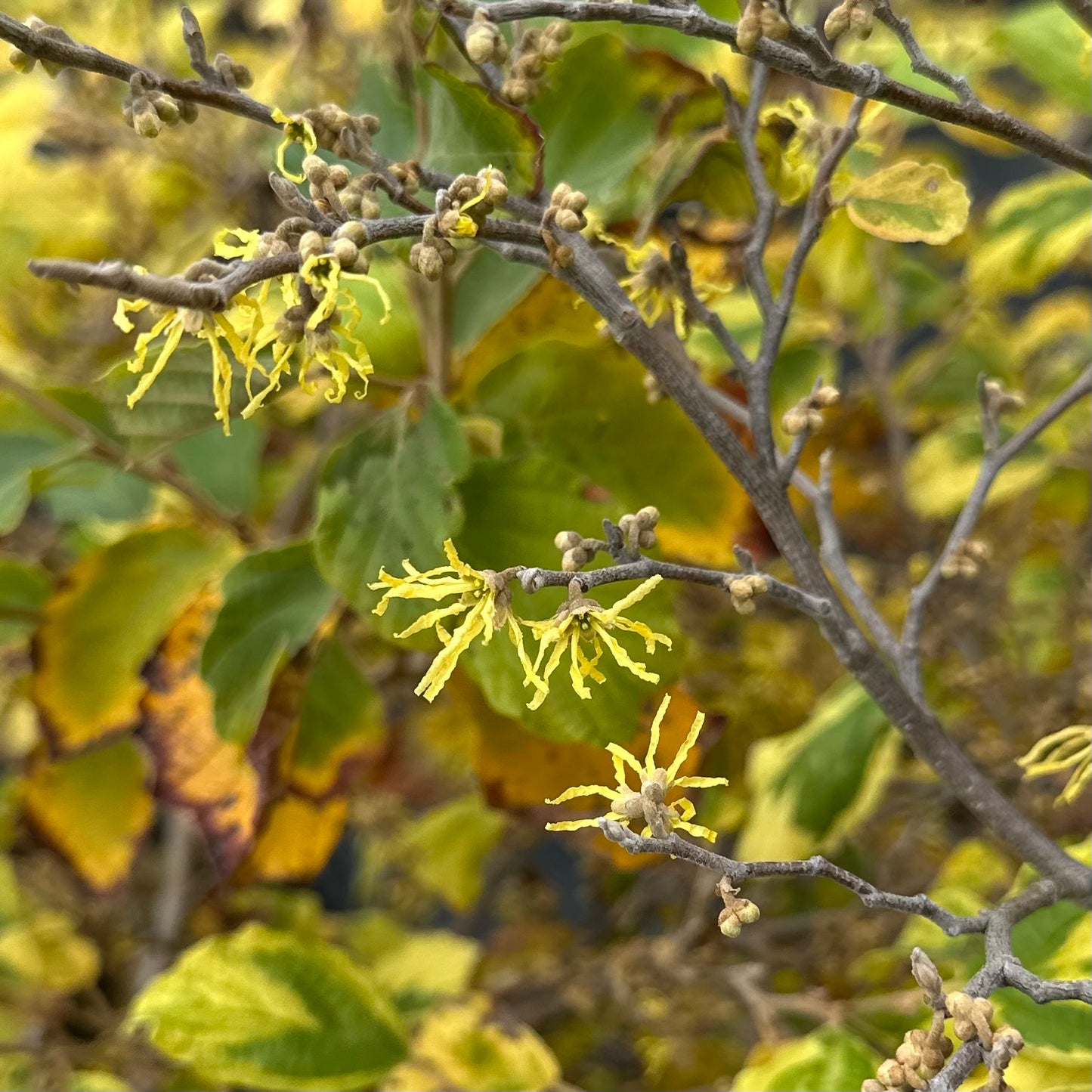 Hamamelis virginiana 'Little Prospect' (Witch Hazel)