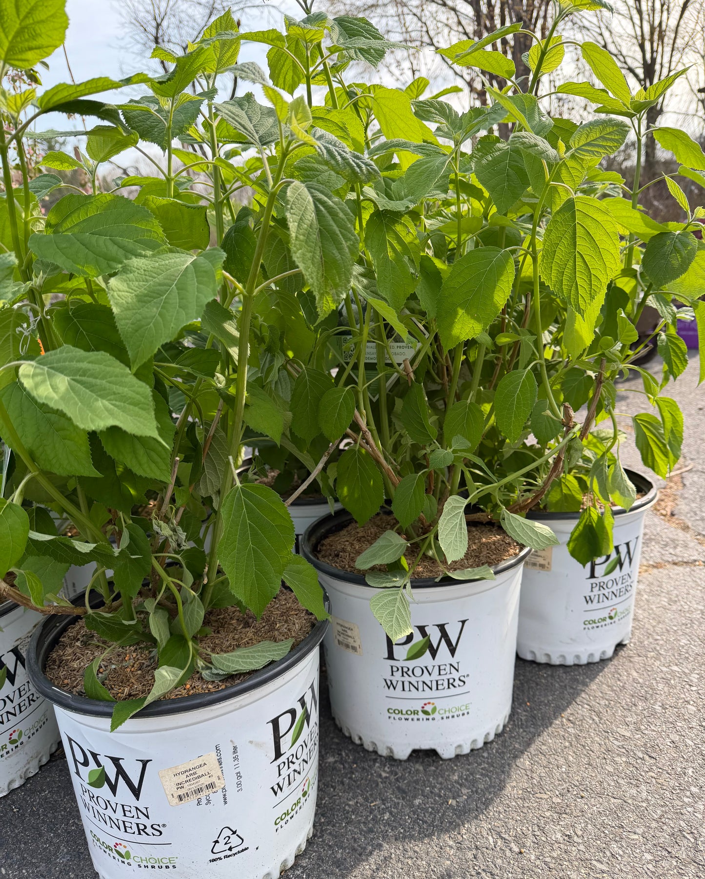 Hydrangea arborescens Incrediball Storm Proof™
