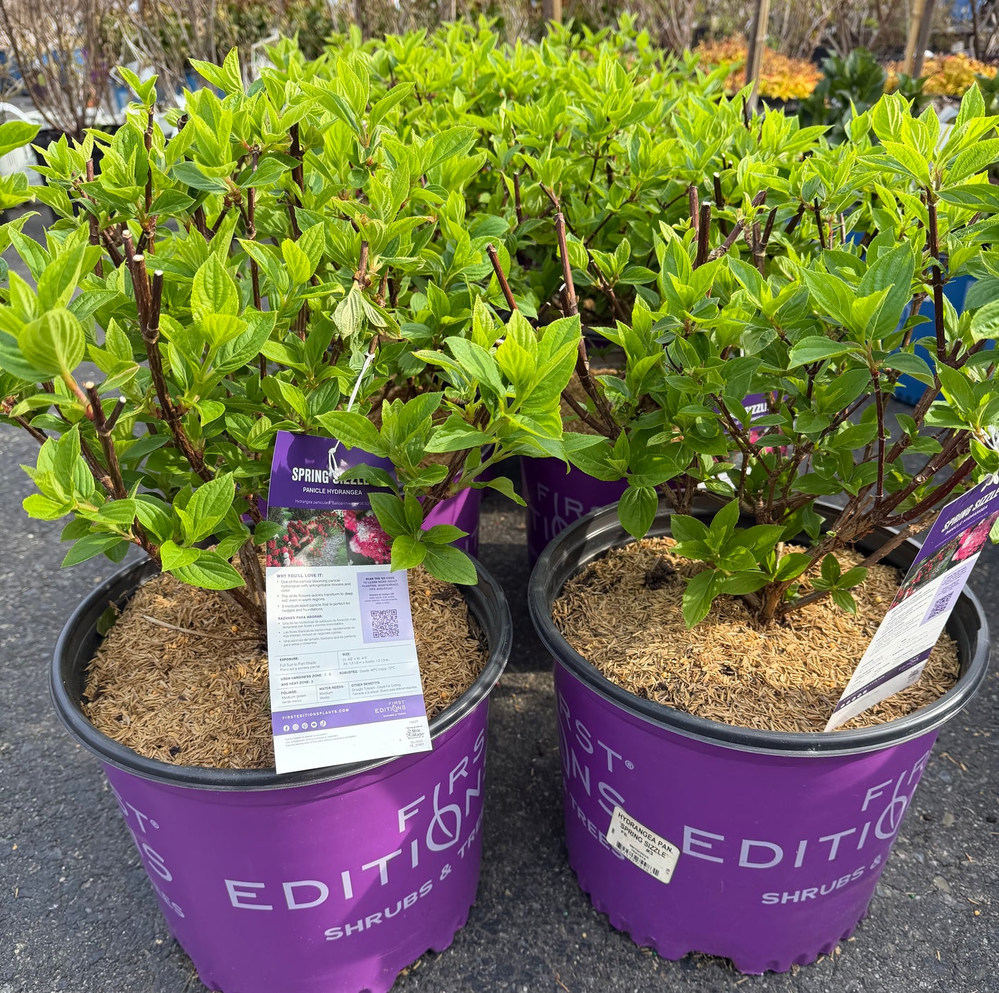 Hydrangea paniculata Spring Sizzle™ ('Bailpanthree')