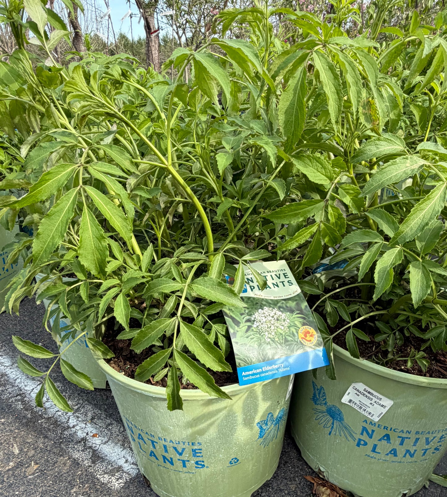 Sambucus canadensis 'Adams' (American Elderberry)