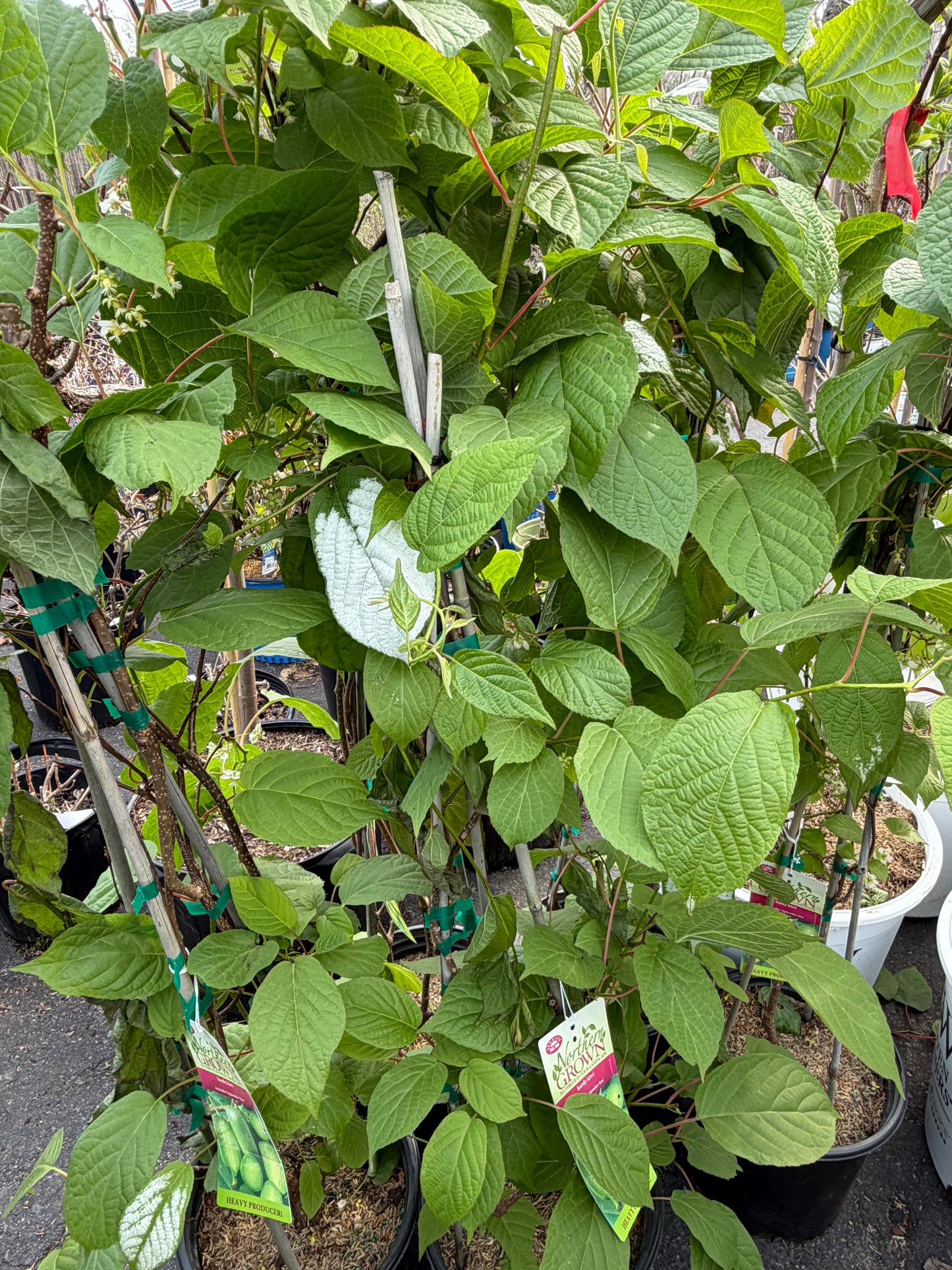 Actinidia kolomikta 'September Sun' - (Female Kiwi)