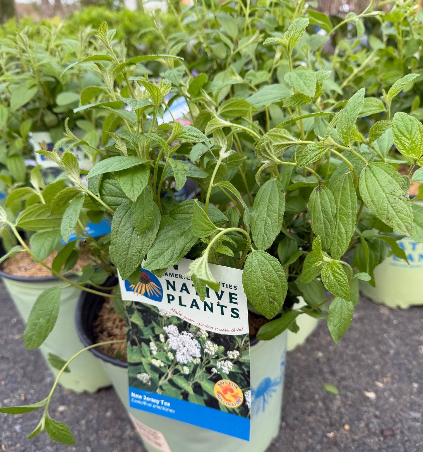 Ceanothus americanus (New Jersey Tea)