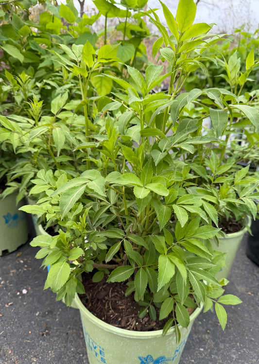 Sambucus canadensis 'Wyldewood' (Elderberry)