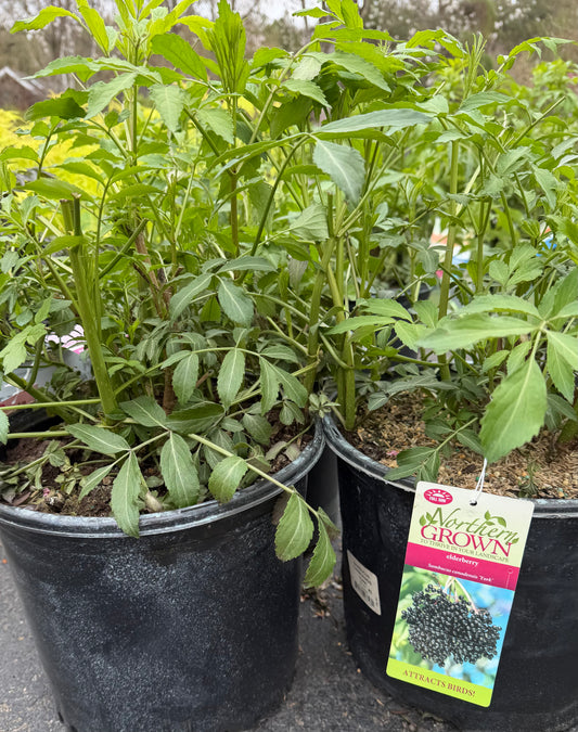 Sambucus canadensis 'York' (Elderberry)