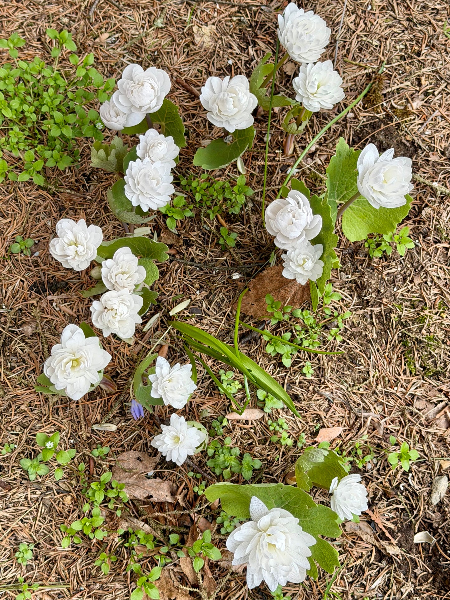 Sanguinaria canadensis 'Multiplex'